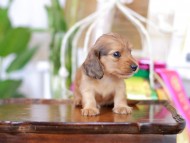 Kaninchen_Dachshund_6050