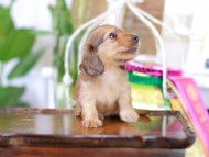 Kaninchen_Dachshund_6053 Kaninchen_Dachshund_6053