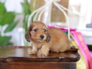 Kaninchen_Dachshund_6068