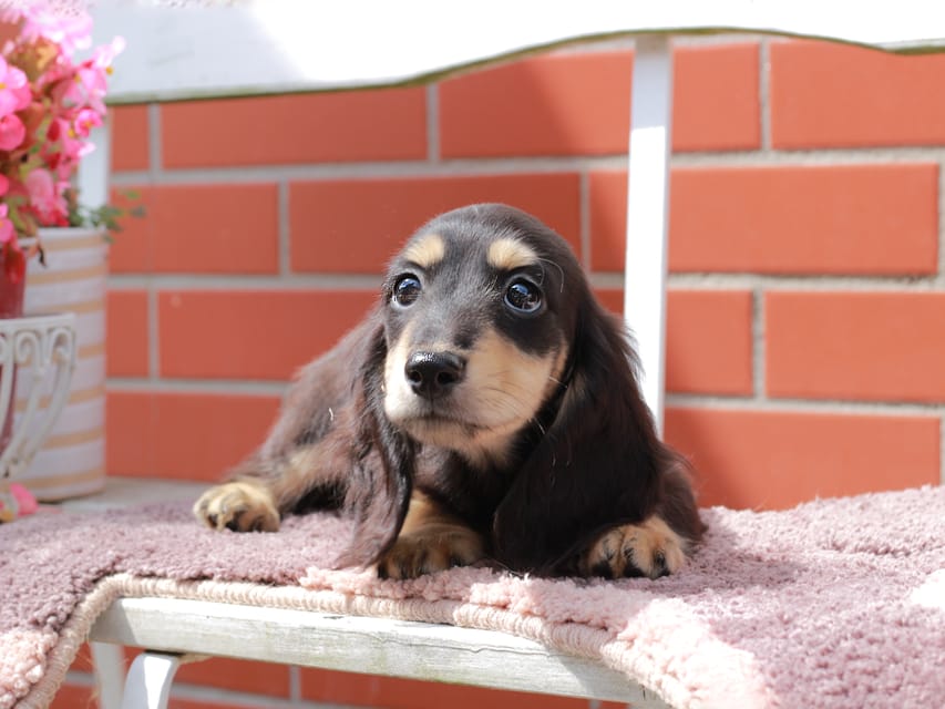 カニンヘンダックスフンド バルーン ＆ スパーキの子犬 ブラックイエロー 男の子