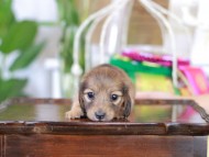 Kaninchen_Dachshund_6075