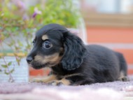 Kaninchen_Dachshund_6082