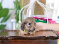 Kaninchen_Dachshund_6083