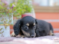 Kaninchen_Dachshund_6083