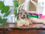 Kaninchen_Dachshund_6086