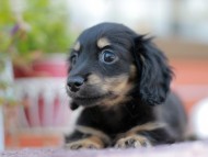 Kaninchen_Dachshund_6087