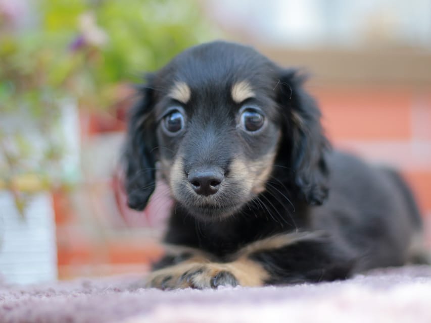 カニンヘンダックスフンド シール&ブルースの子犬 ブラックイエロー（ブラッククリーム） 女の子