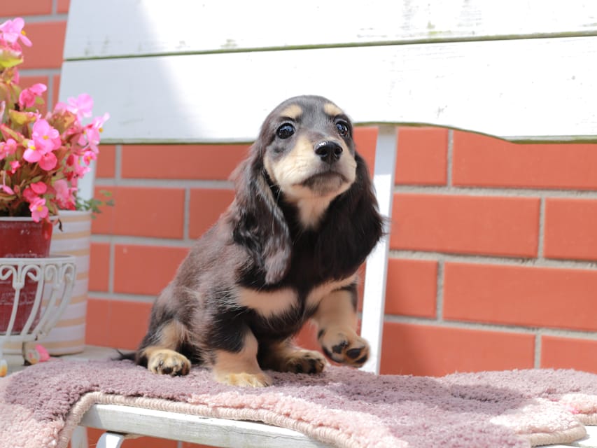 カニンヘンダックスフンド バルーン ＆ スパーキの子犬 ブラックイエロー 男の子