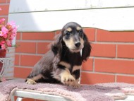 Kaninchen_Dachshund_6092
