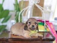 Kaninchen_Dachshund_6095