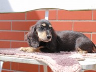 Kaninchen_Dachshund_6103