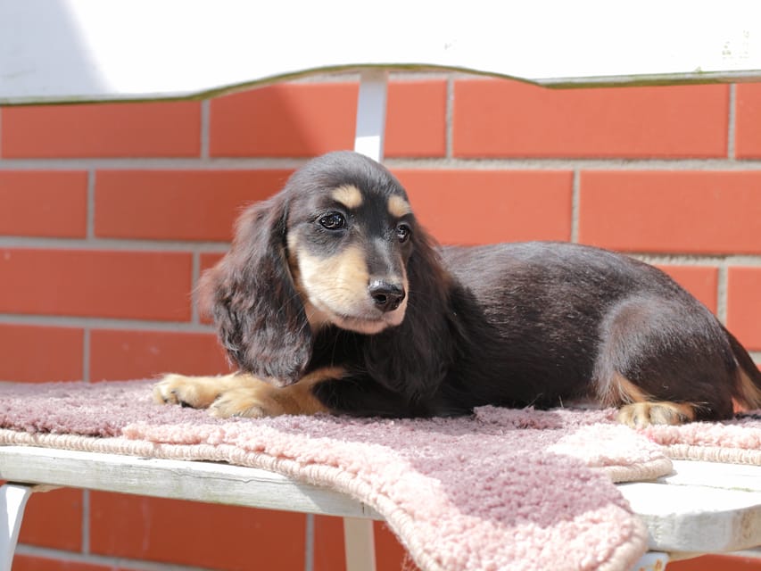 カニンヘンダックスフンド バルーン ＆ スパーキの子犬 ブラックイエロー 男の子