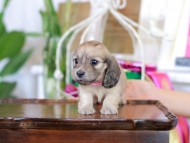 Kaninchen_Dachshund_6111