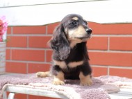 Kaninchen_Dachshund_6114