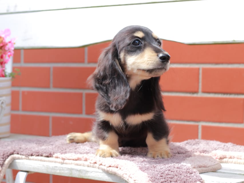 カニンヘンダックスフンド バルーン ＆ スパーキの子犬 ブラックイエロー 男の子