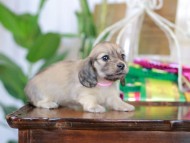 Kaninchen_Dachshund_6116 Kaninchen_Dachshund_6116