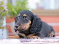 Kaninchen_Dachshund_6117