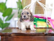 Kaninchen_Dachshund_6123 Kaninchen_Dachshund_6123