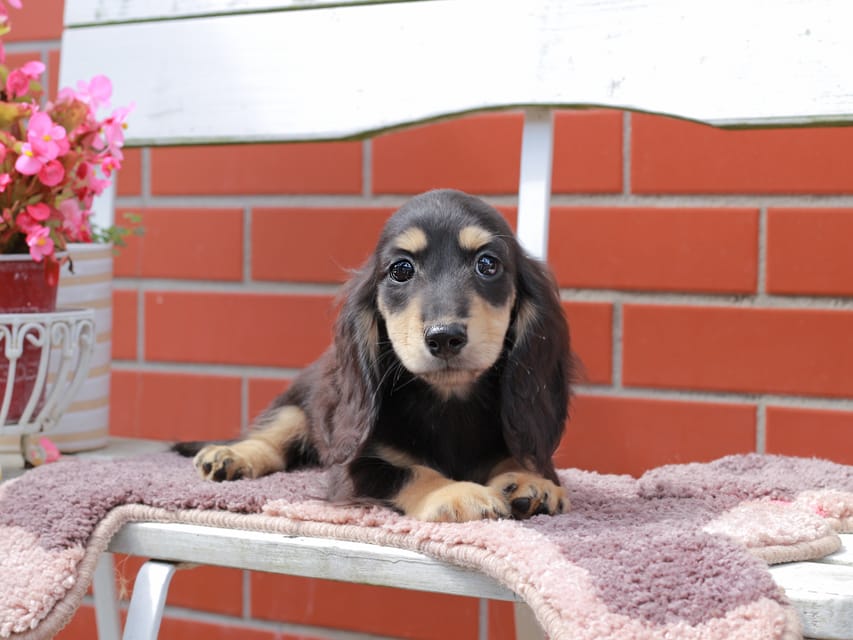 カニンヘンダックスフンド バルーン ＆ スパーキの子犬 ブラックイエロー 男の子