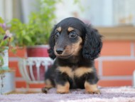 Kaninchen_Dachshund_6131
