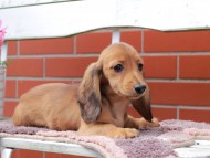 Kaninchen_Dachshund_6136
