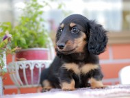 Kaninchen_Dachshund_6137
