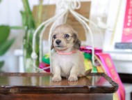 Kaninchen_Dachshund_6138