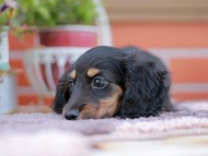 Kaninchen_Dachshund_6139