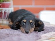 Kaninchen_Dachshund_6141