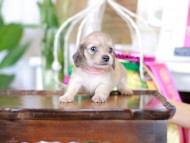 Kaninchen_Dachshund_6146