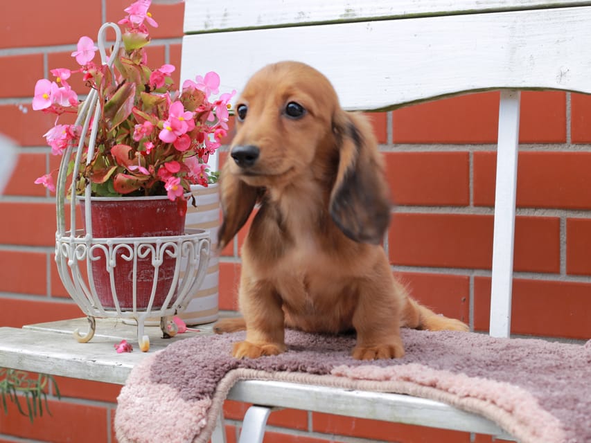 カニンヘンダックスフンド バルーン ＆ スパーキの子犬 レッド 男の子