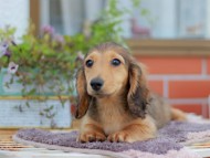 Kaninchen_Dachshund_6152
