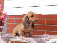 Kaninchen_Dachshund_6152