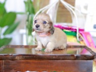 Kaninchen_Dachshund_6153