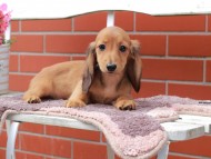 Kaninchen_Dachshund_6157