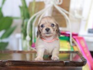 Kaninchen_Dachshund_6158