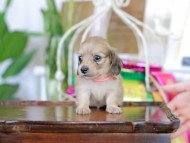 Kaninchen_Dachshund_6165