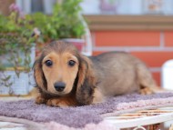 Kaninchen_Dachshund_6166