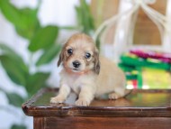 Kaninchen_Dachshund_6173