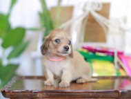 Kaninchen_Dachshund_6176