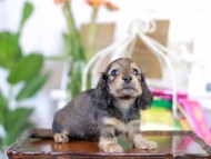 Kaninchen_Dachshund_6205