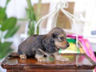 Kaninchen_Dachshund_6210