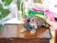Kaninchen_Dachshund_6221