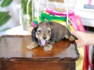 Kaninchen_Dachshund_6223