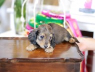 Kaninchen_Dachshund_6231