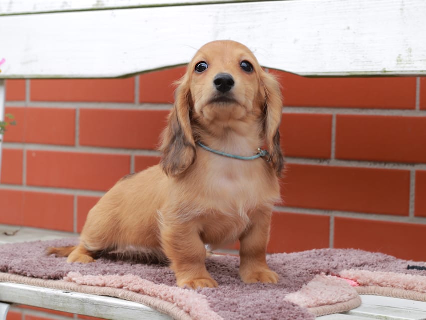 カニンヘンダックスフンド ほたる ＆ パッションの子犬 レッド 男の子（2）