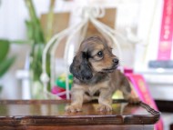 Kaninchen_Dachshund_6234