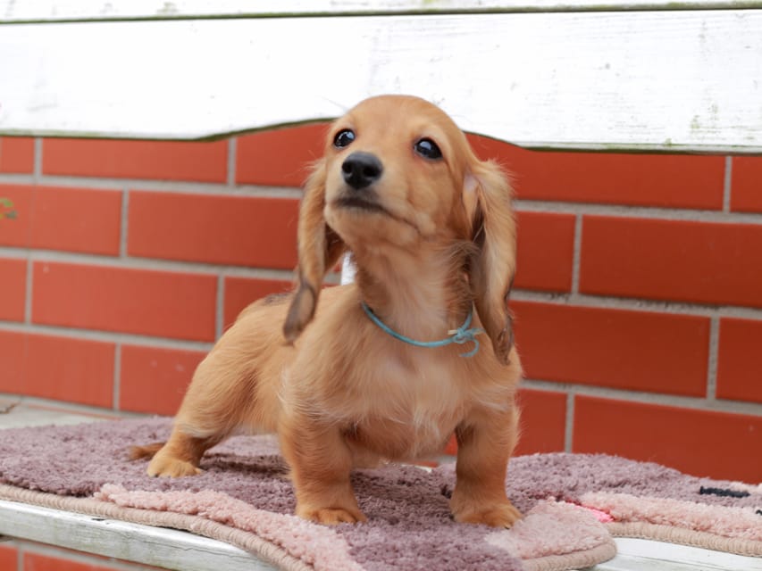 カニンヘンダックスフンド ほたる ＆ パッションの子犬 レッド 男の子（2）