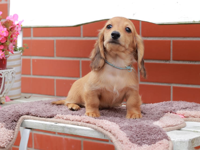 カニンヘンダックスフンド ほたる ＆ パッションの子犬 レッド 男の子（2）