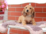 Kaninchen_Dachshund_6251